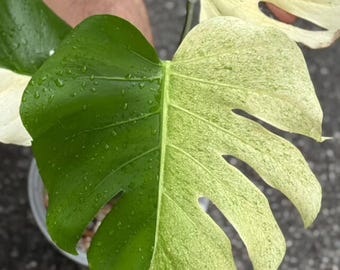 Variegated Mint White Tears Monstera Deliciosa, 2 -3 Leaves, Well  Variegation - Etsy