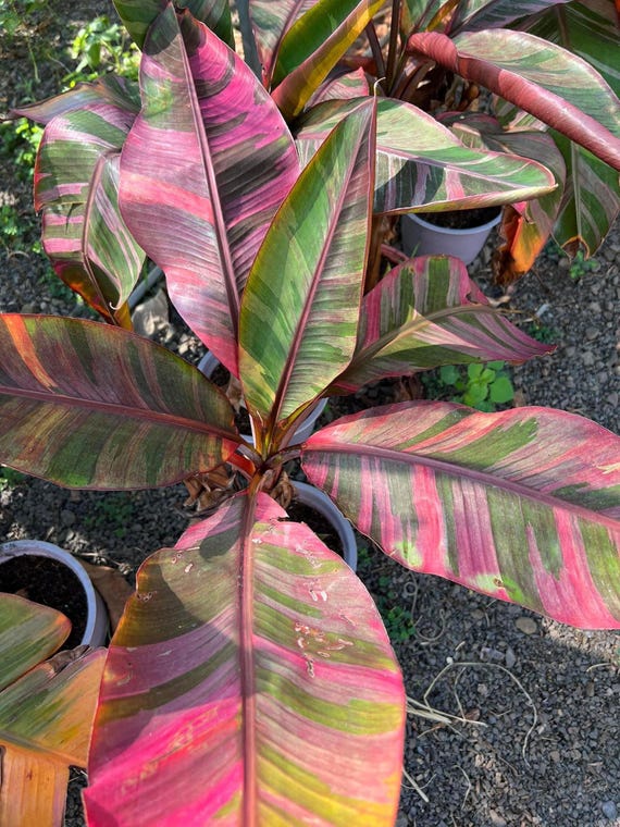 Musa Nono Pink Variegated Banana Plant – Tissue Culture - Etsy