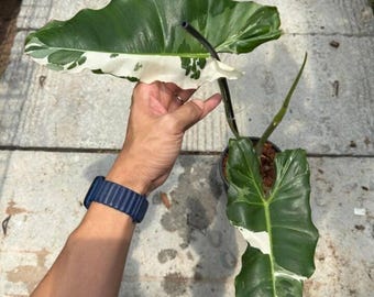 Rare Philodendron Paraiso Verde Albo Variegated Plant, Well Variegation Rare