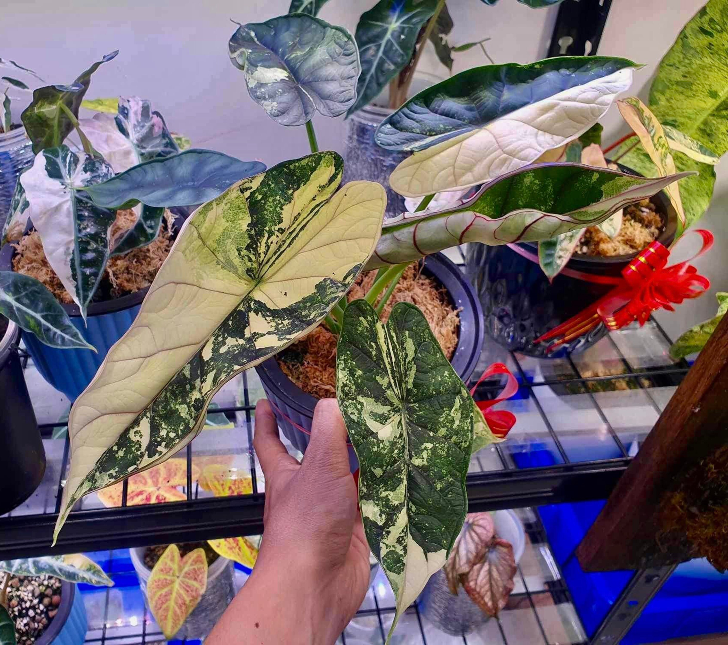 Alocasia Dragon Scale Variegated 4