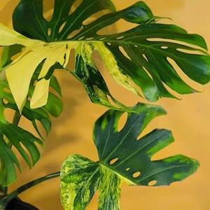 Monstera Deliciosa Pom Pom | Monstera Deli Lemon Pom Pom