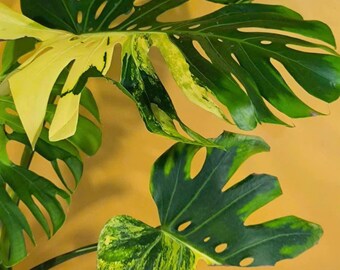 il_340x270.7098157687_sai4.jpg