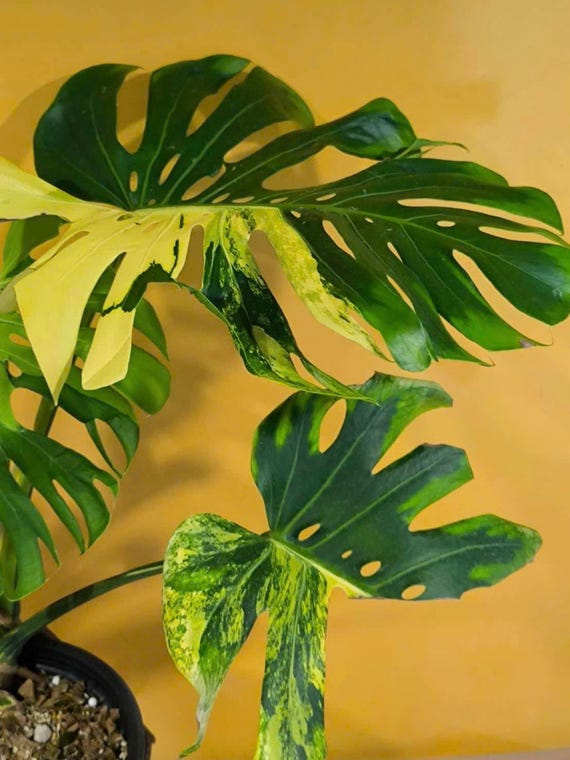 Monstera Deliciosa 'pom Pom' | Variegated Swiss Cheese Plant - Etsy