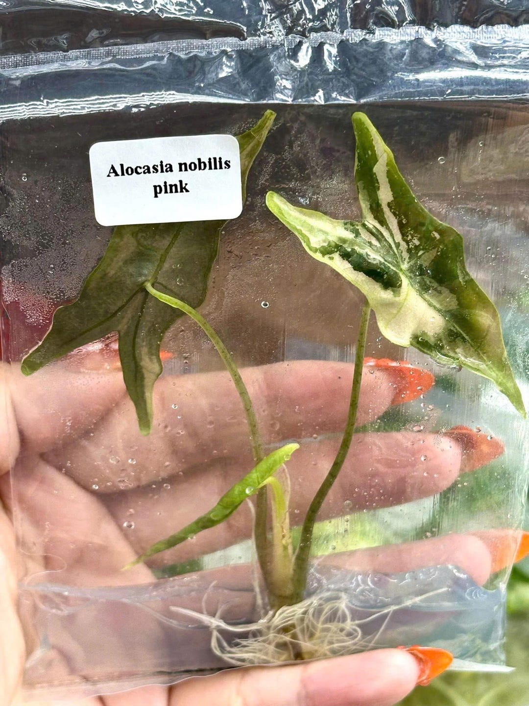 N*o様 希少 アロカシア ノビリス ピンク K アロカシア ノビリス ピンク