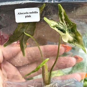 Alocasia nobilis pink variegated - Etsy 日本