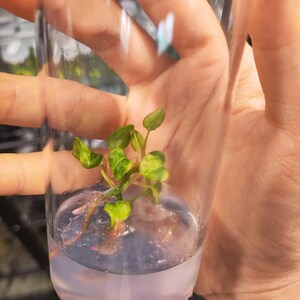 Anthurium papillilaminum x magnificum variegated Rare plant - Tissue Culture (1 Plants/Glass Bottle, Bag)
