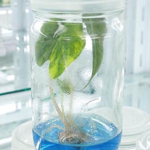 Alocasia sanderiana bull aurea variegated Tissue Culture - High variegation Grower&#39;s choice (1 Plant/Glass Bottle, Bag)