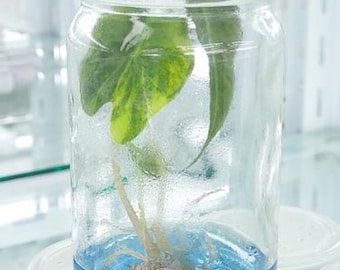 Variegated Alocasia Sanderiana Aurea Tissue Culture - Rare Starter Plant