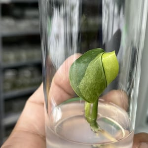 以下が含まれることがあります： 透明なプラスチックカップに入った、緑の葉を持つ小さな植物の挿し木のクローズアップ。植物は透明な液体の中にあり、背景はぼやけています。