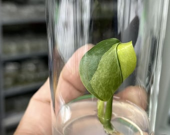 Monstera Deliciosa Lemon Lime Tissue Culture - High Variegation