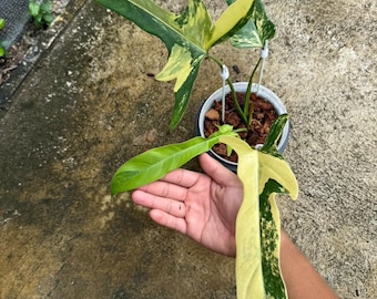 Philodendron Longilobatum Variegated Plant, Well Variegation Rare