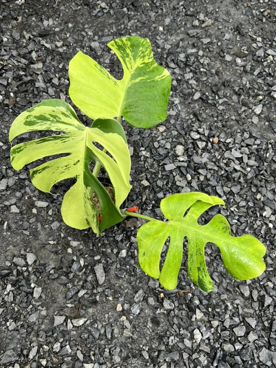 Monstera Deliciosa “light Lime” – Rare Variegated, Well