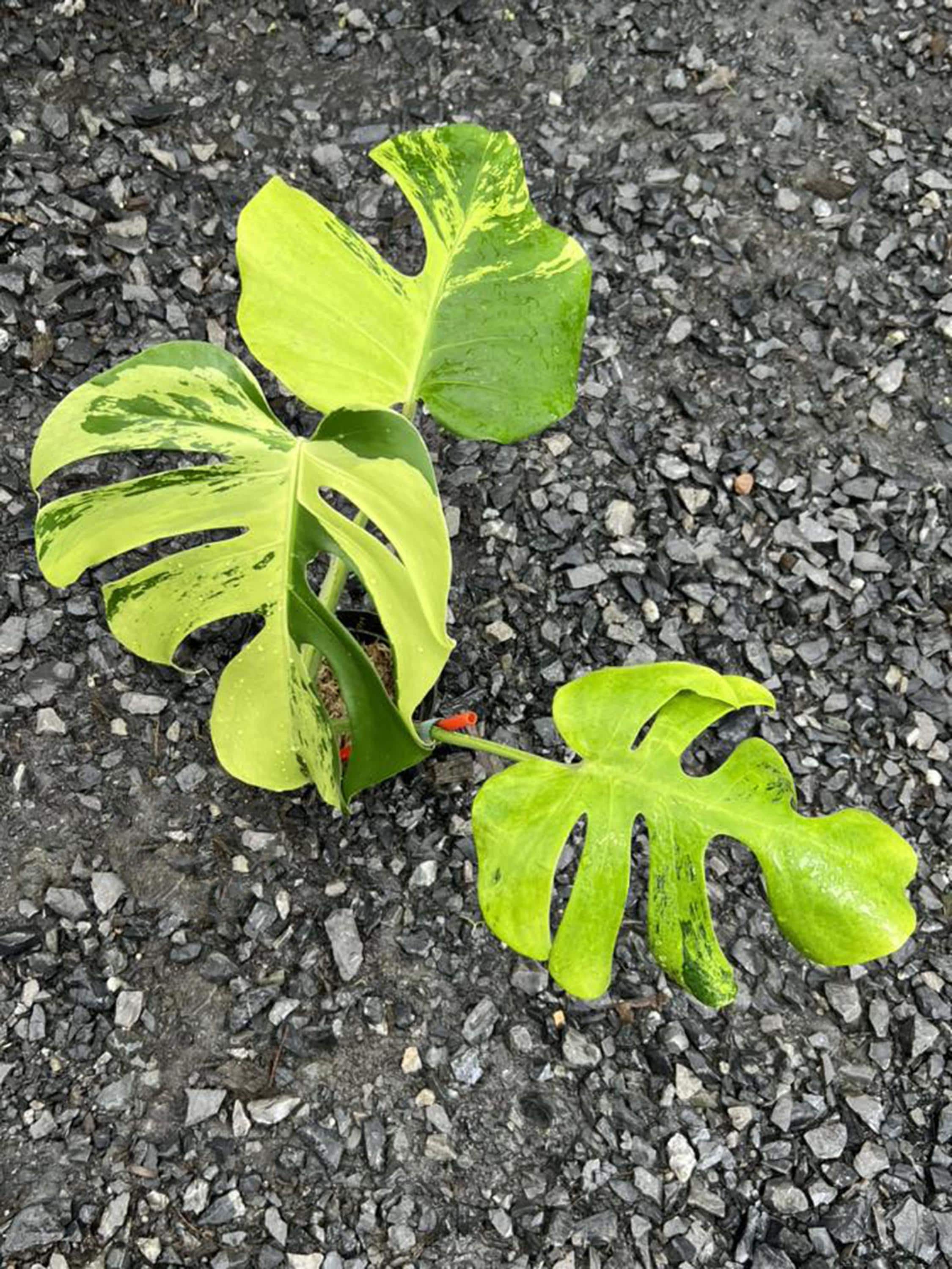 モンステラ・デリシオサ「ライトライム」 – 珍しい斑入り、よく斑入り