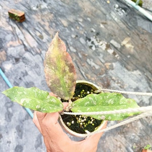 Hoya undulata