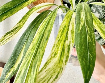 Plante de démarrage panachée d'Anthurium Vittarifolium - Au choix du producteur