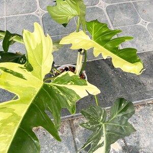 Variegated Golden Dragon Philodendron, Rare Tropical Plant image 3