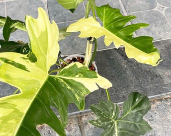Variegated Golden Dragon Philodendron, Rare Tropical Plant - Etsy