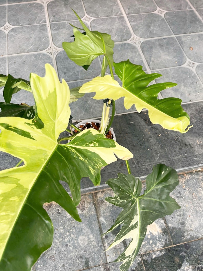 Variegated Golden Dragon Philodendron, Rare Tropical Plant image 3
