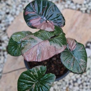 Alocasia serendipity variegated - Etsy 日本