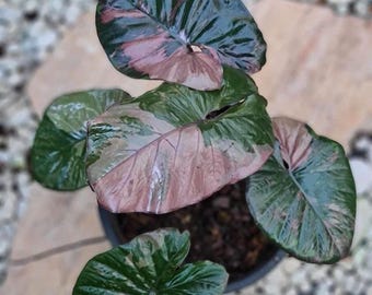 Variegated Alocasia Serendipity Plant | Pink Variegation, 6 Inch Pot