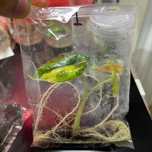 Könnte beinhalten: Eine kleine Pflanze mit grünen und gelben Blättern und weißen Wurzeln in einem durchsichtigen Plastikbeutel.