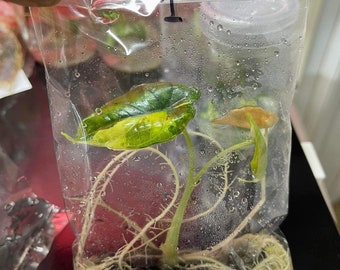 Alocasia Bambino Aurea Tissue Culture - High variegation Grower's choice (1 Plant/Glass Bottle, Bag)