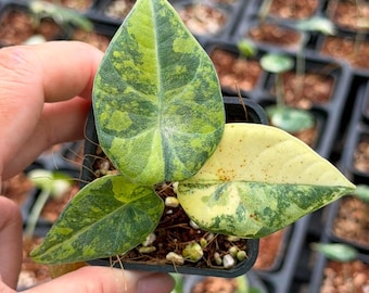 Alocasia Maharani Golden Lime, 4" pot well variegated