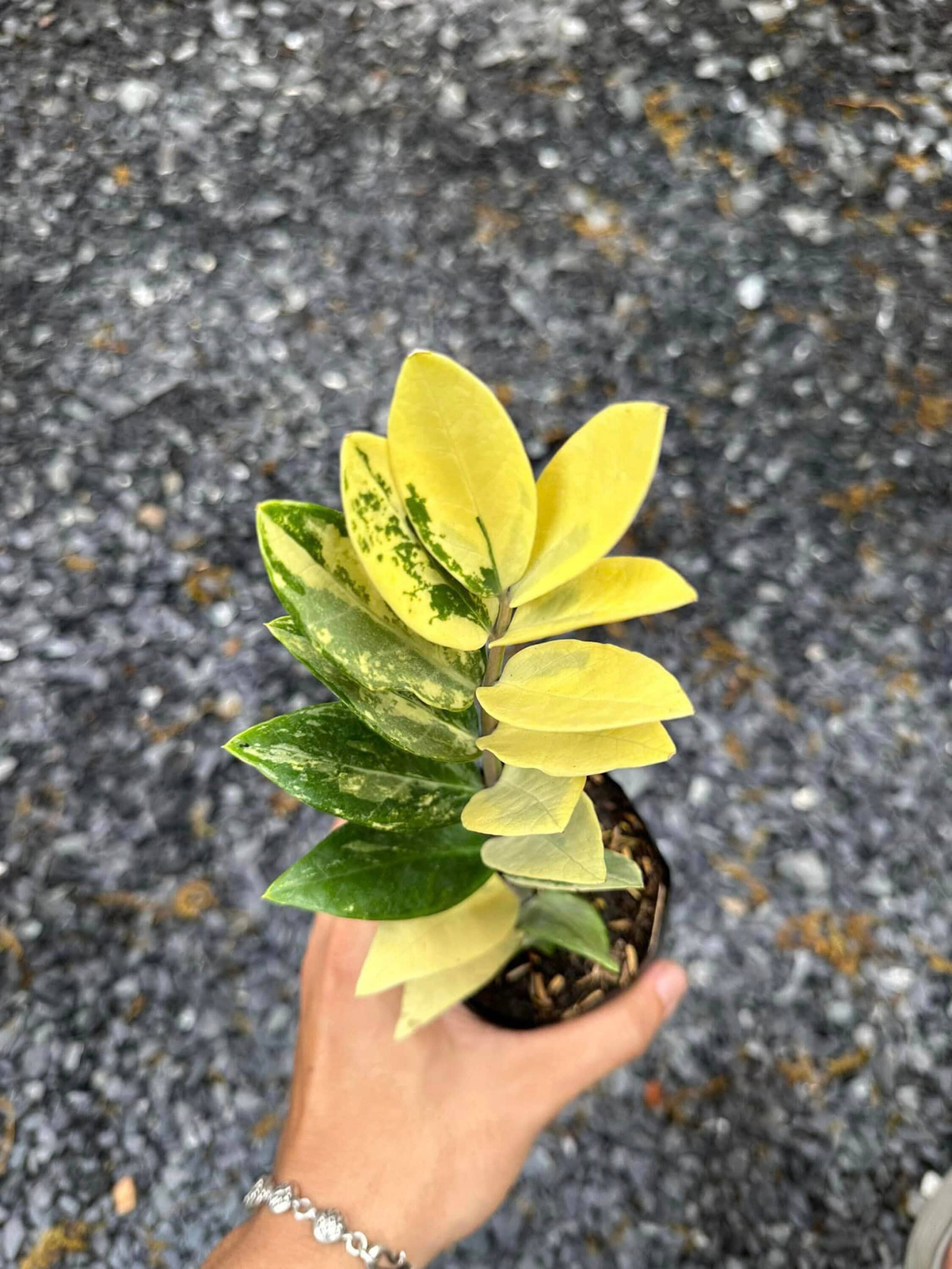 多彩な ZZ プラント、ザミオクルカス ザミイフォリア、珍しい屋内植物