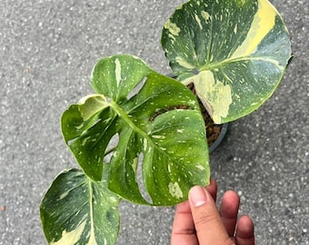 Monstera Thai Constellation Cup Form Leaves, RARE, Well variegation