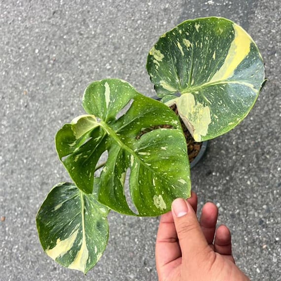 Monstera Thai Constellation Cup Form Leaves, RARE, Well