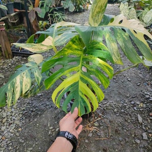 May include: A variegated Monstera plant with large, green and yellow leaves. The plant is potted and has visible roots.
