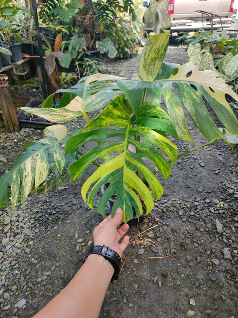 May include: A variegated Monstera plant with large, green and yellow leaves. The plant is potted and has visible roots.