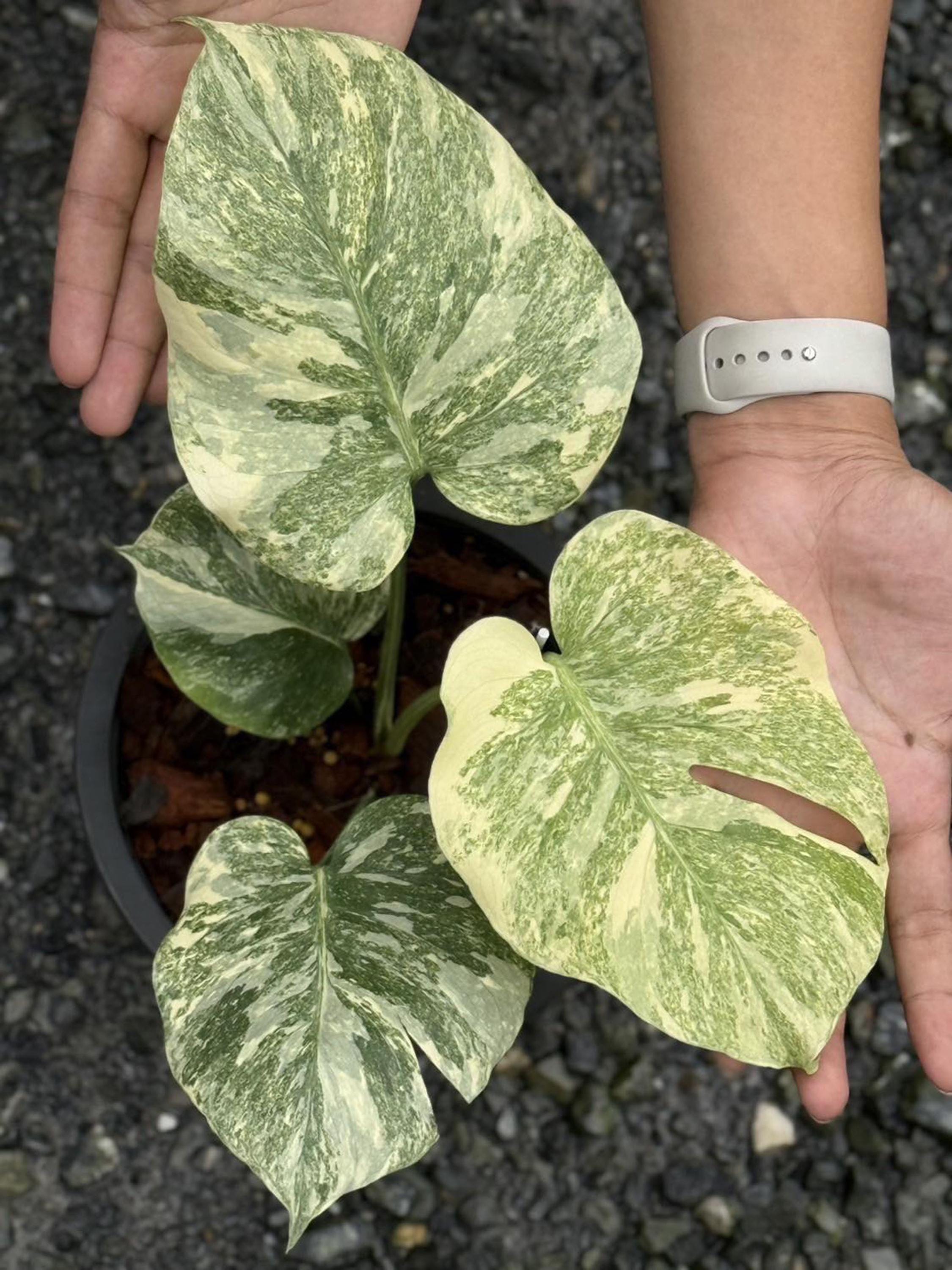 Variegated Monstera Deliciosa Legacy | 6