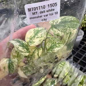 Puede incluir: Una bolsa de plástico que contiene una planta Monstera Deliciosa variegada con hojas verdes y blancas. La bolsa tiene una etiqueta que dice "MT01T10 1505 MT. deli white monster var túi 10 cây".