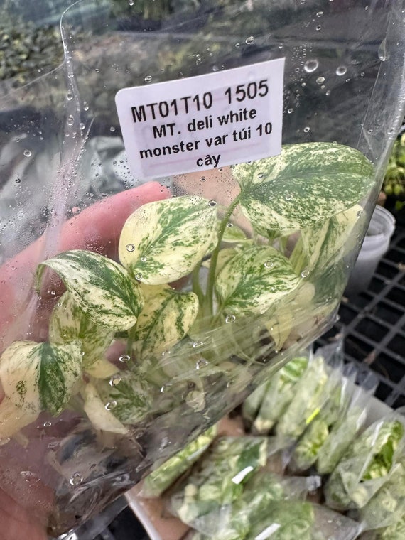 10 White Monster Variegated Monstera Deliciosa Tissue Culture Plants - Etsy