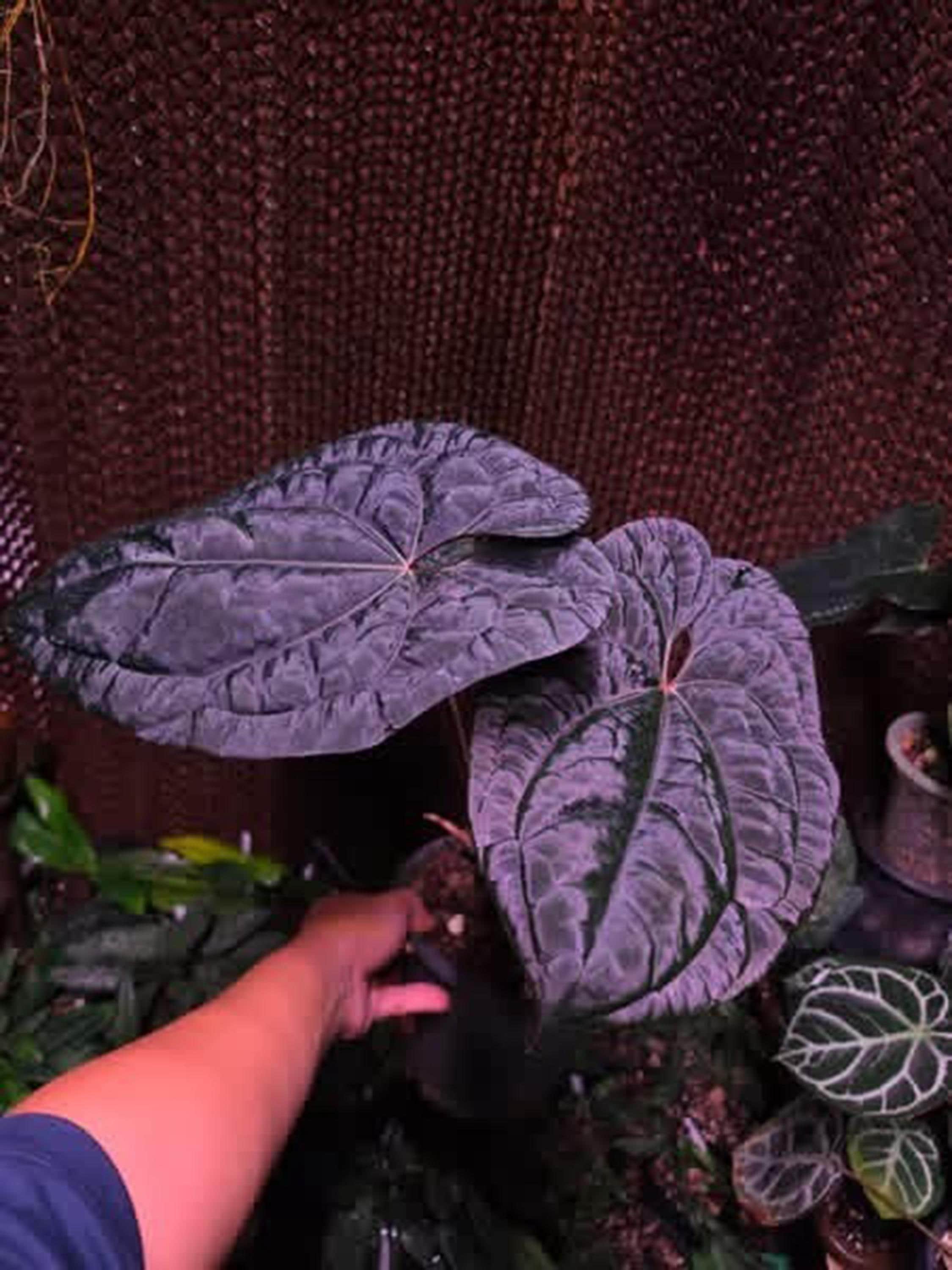Anthurium Rvdp X Luxurians Black Leaves, Rare 6