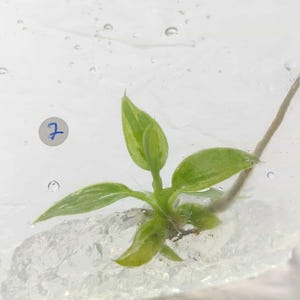 Puede incluir: Primer plano de una pequeña planta verde con varias hojas, encerrada en una sustancia gelatinosa transparente. La planta tiene un tallo delgado y está en una bolsa de plástico transparente. Se ve un pequeño círculo azul con el número 7.
