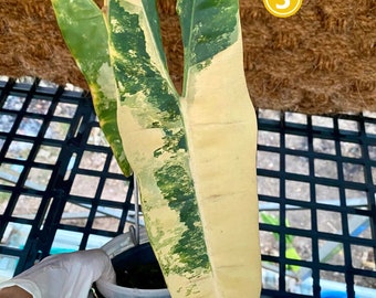Rare Philodendron Billietiae Variegated Well Variegation - Variegated Billietiae large leaves, Exact Plants