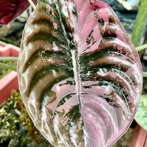 Alocasia Cuprea red secret white pink variegated Tissue Culture Plant Rare - High variegation Grower&#39;s choice (1 Plant/Glass Bottle, Bag)