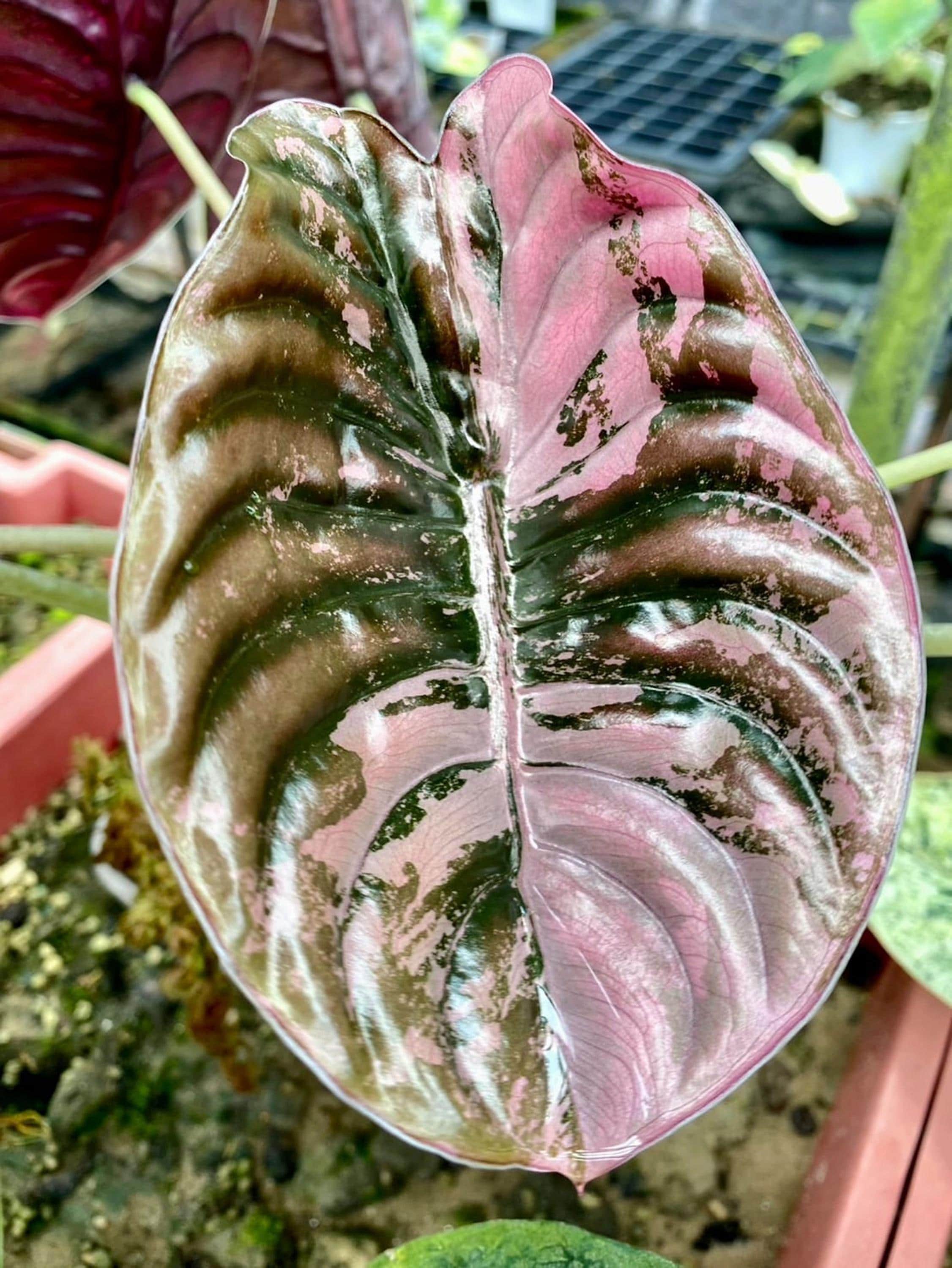 アロカシア ノビリス ピンク Alocasia nobilis pink variegated - Etsy 日本