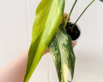 Exact Variegated Monstera Burle Marx Flame, Rare Plant