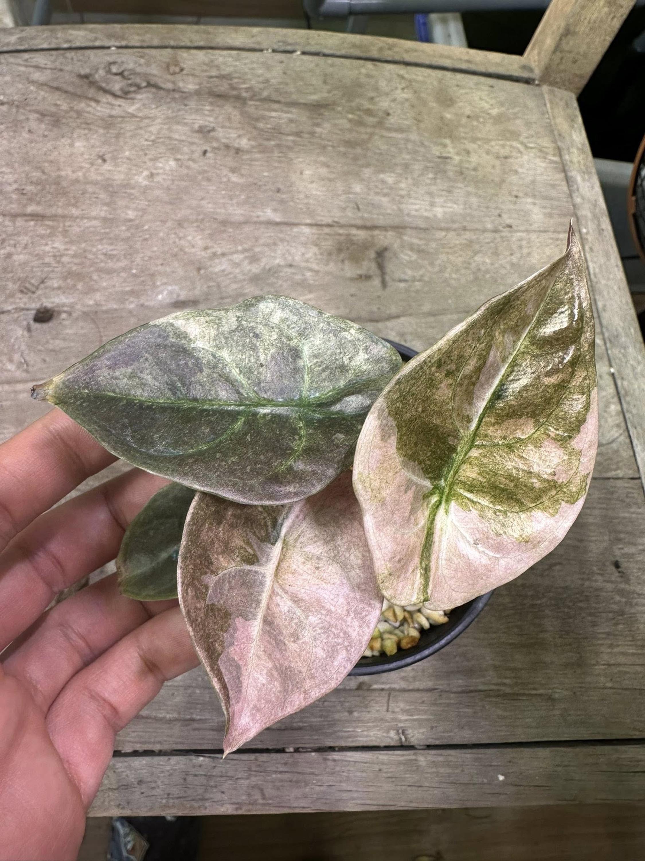 アロカシア・クプレア ピンクミント斑入り、4インチ鉢植え - Etsy 日本