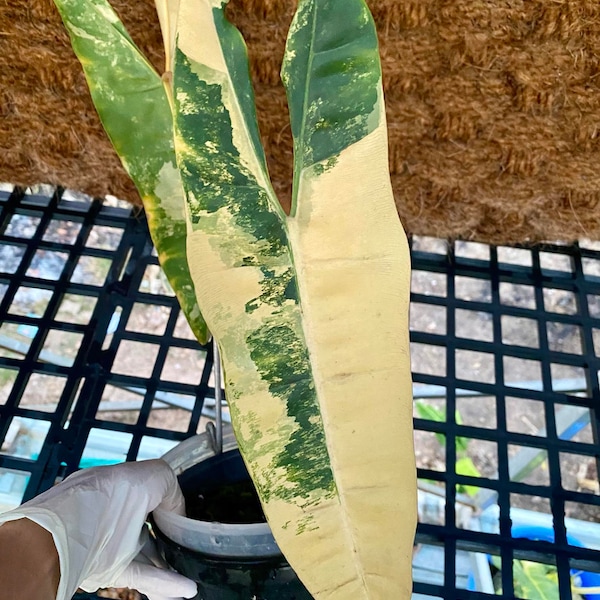 Rare Philodendron Billietiae Variegated Well Variegation - Variegated Billietiae large leaves, Exact Plants