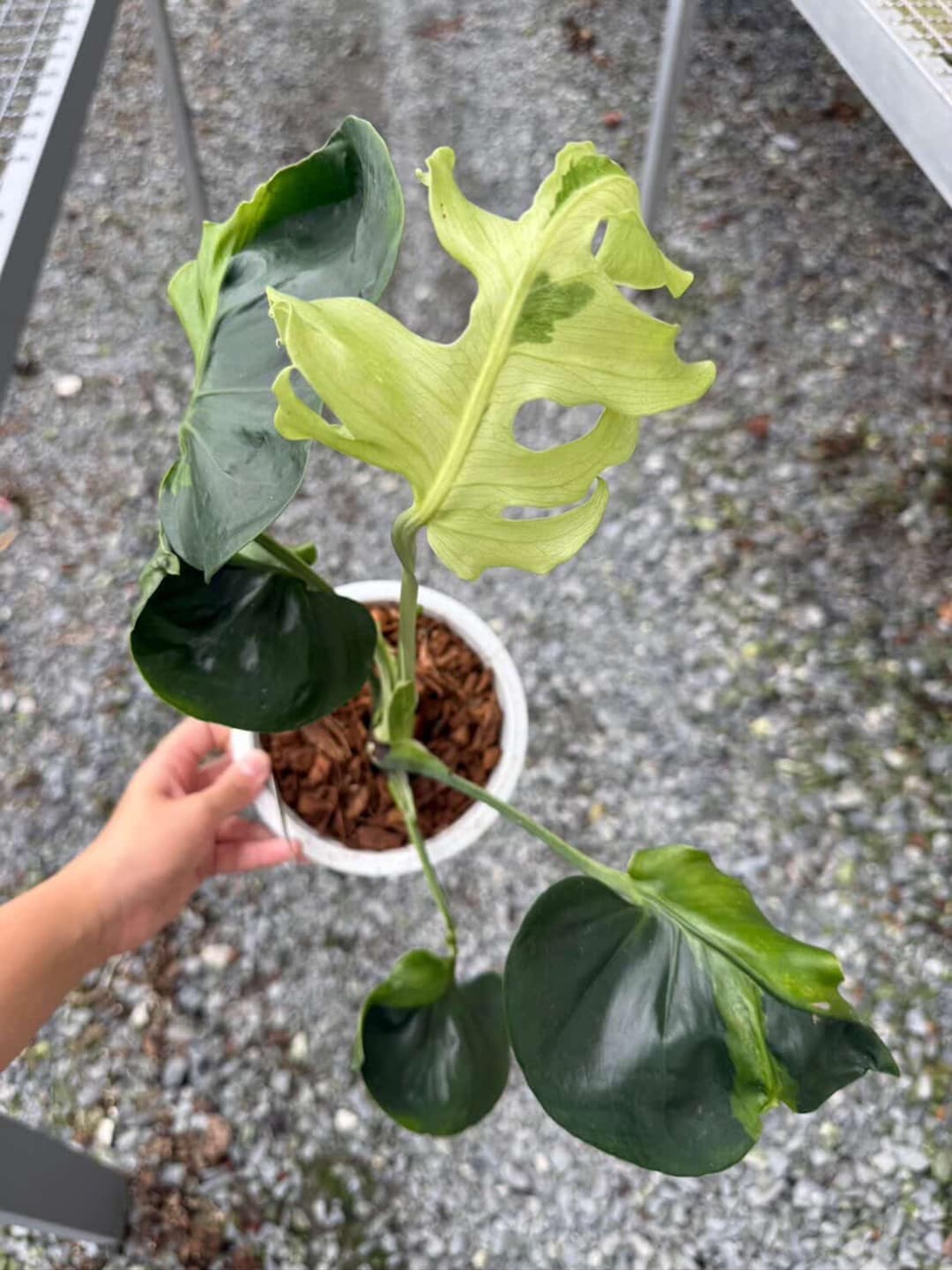 モンステラ デリシオサ フラミシトの斑入り、正確な植物 - Etsy 日本