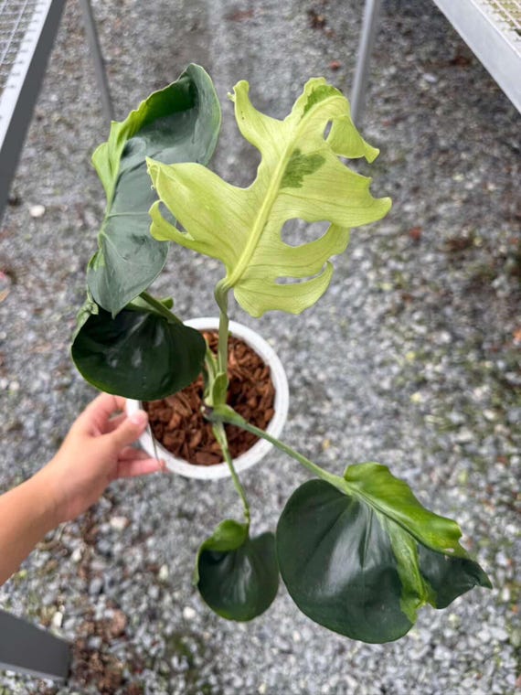Monstera Deliciosa Flamicito Variegated, Exact Plant - Etsy