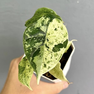 Puede incluir: Una pequeña planta en maceta con hojas variegadas. Las hojas son principalmente blancas con manchas verdes.