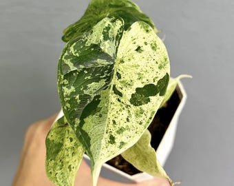 Bunte Alocasia Drachenschuppenpflanze - Seltene Gewebekultur