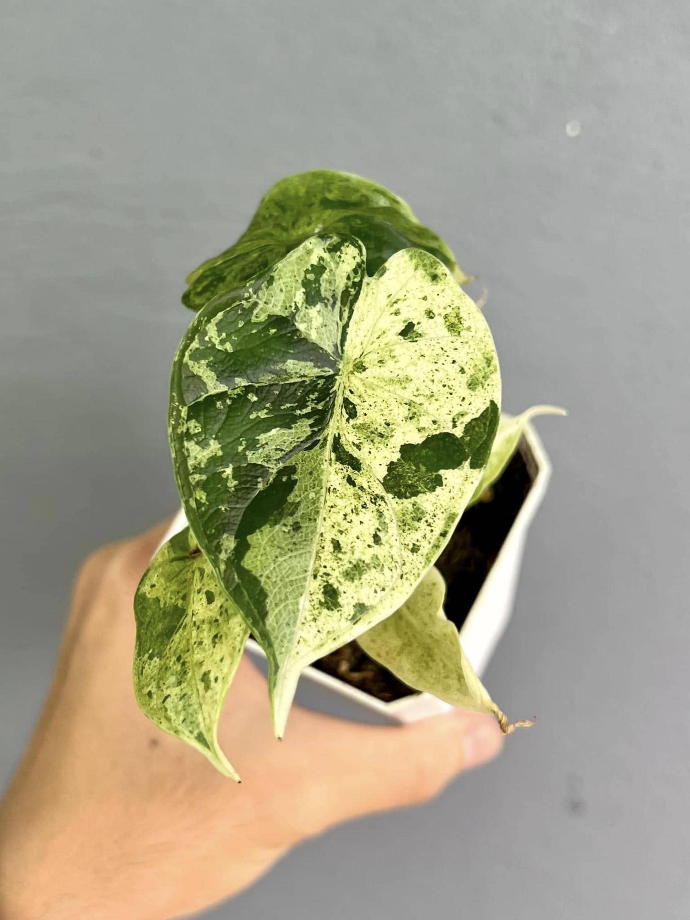 Alocasia Dragon scale mint NO1 大株 Alocasia Dragon Scale Mint Variegated Rare Tissue Culture