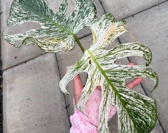 Exact Monstera Devil Monster, well variegated 6" pot rare plants