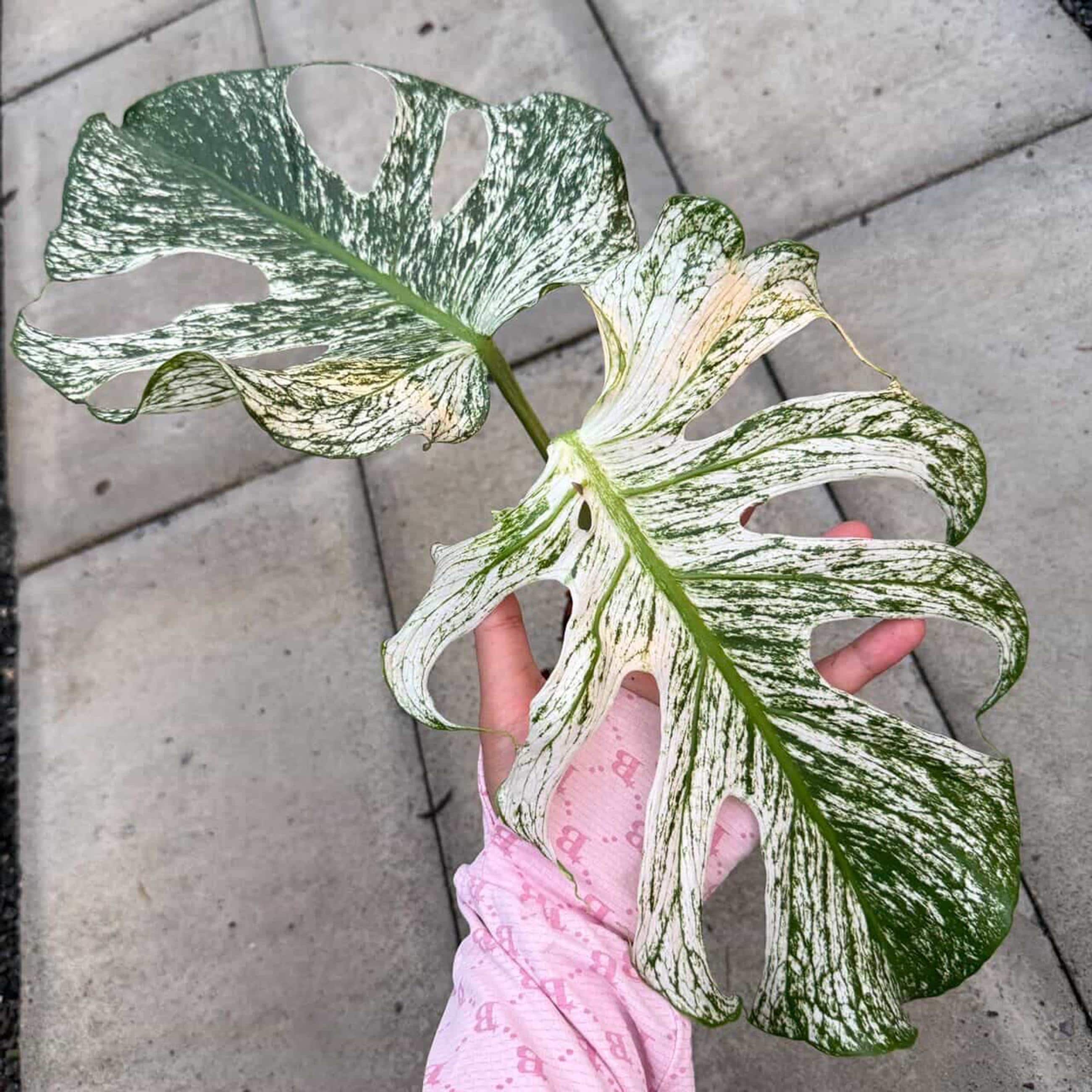 モンステラ・デビルモンスター、斑入りの6インチ鉢植え、希少品種